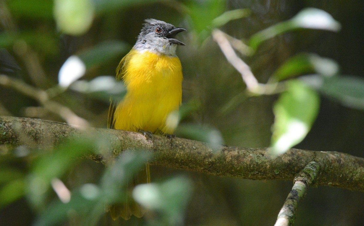Gray-headed Tanager (Gray-crested) - ML617569514