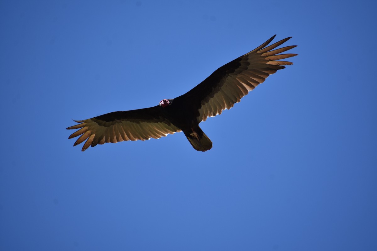Turkey Vulture - ML617569565