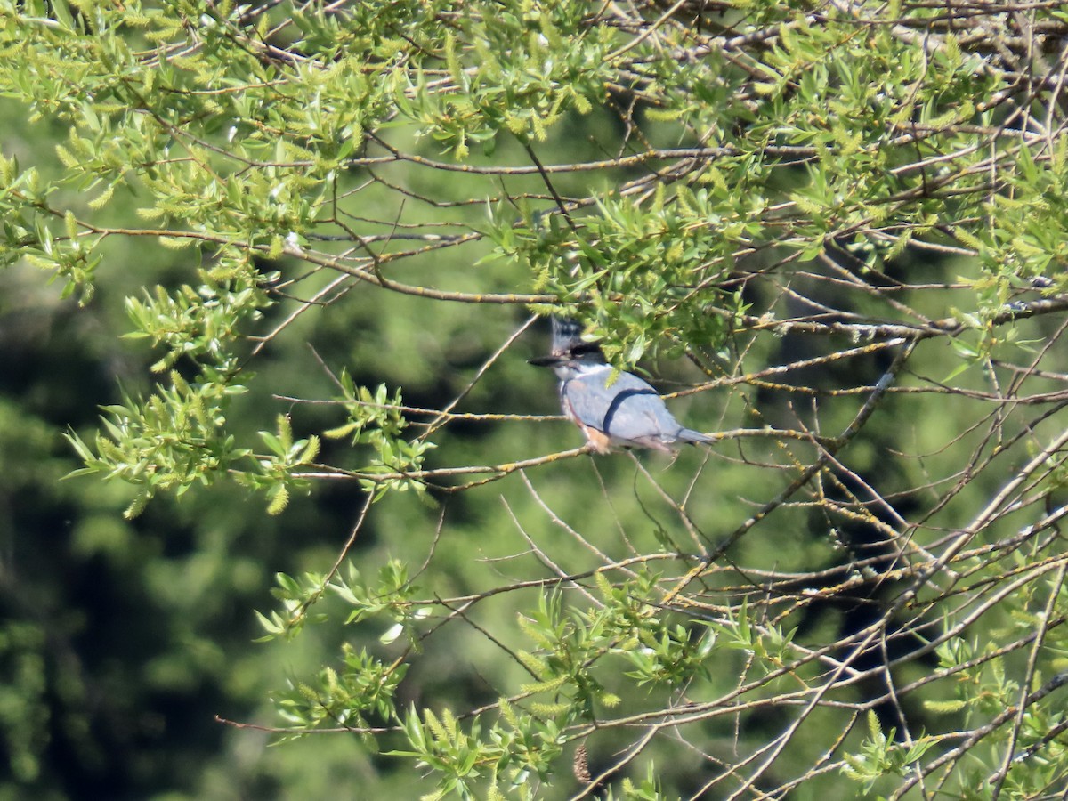 Belted Kingfisher - ML617569566