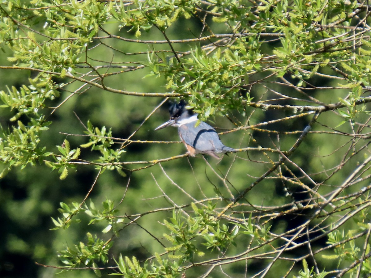 Belted Kingfisher - George Gerdts