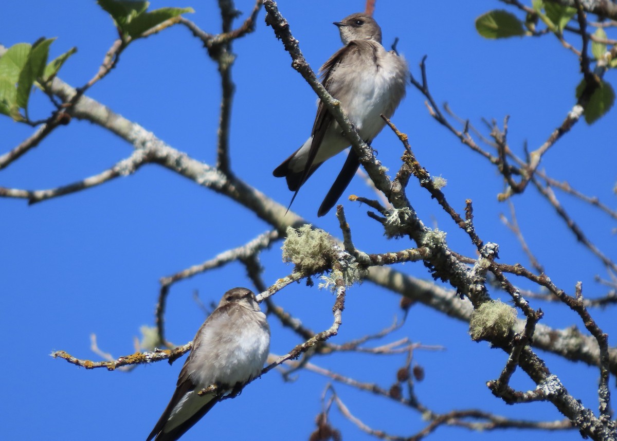 Northern Rough-winged Swallow - ML617569657