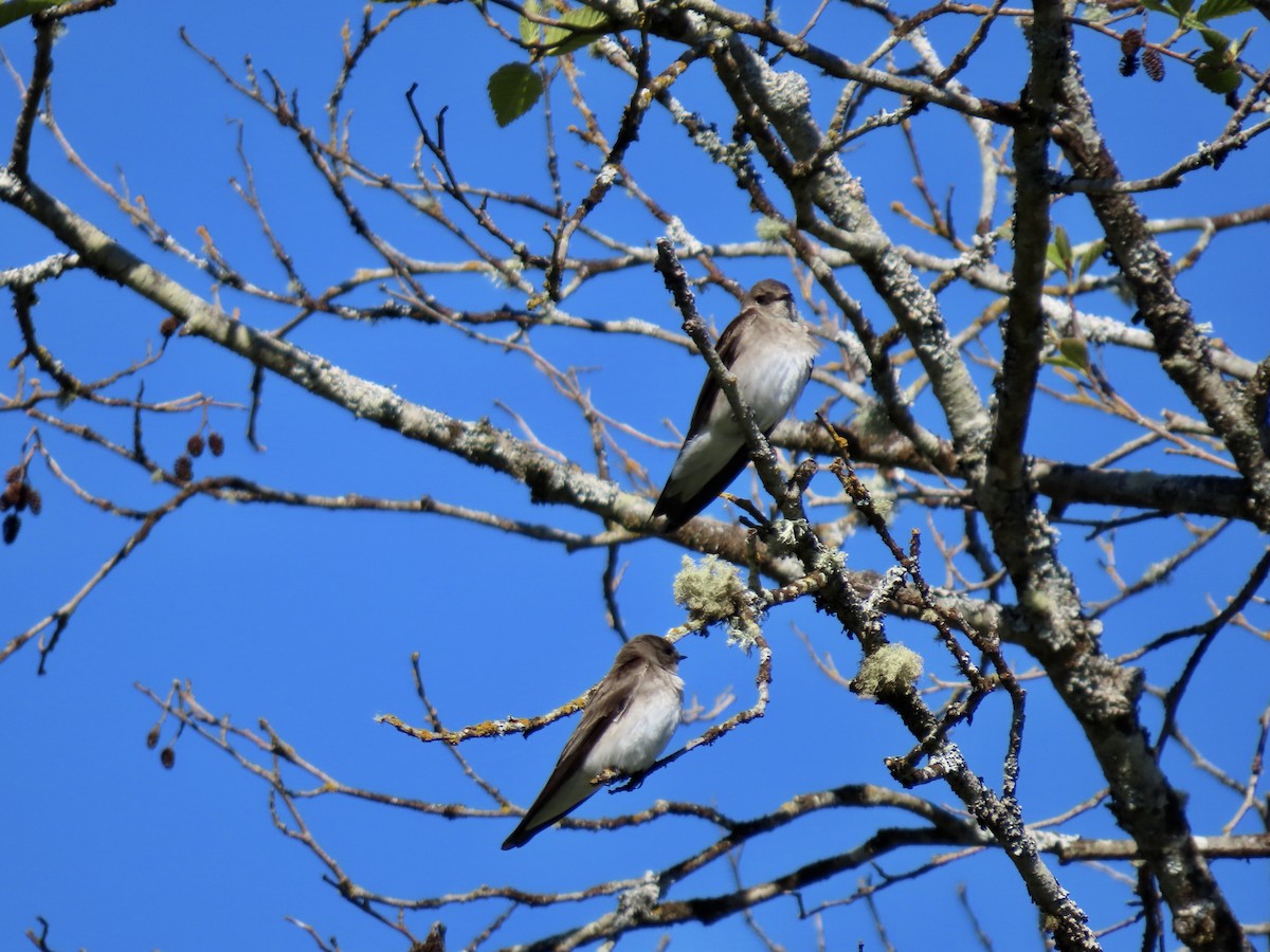 Northern Rough-winged Swallow - George Gerdts