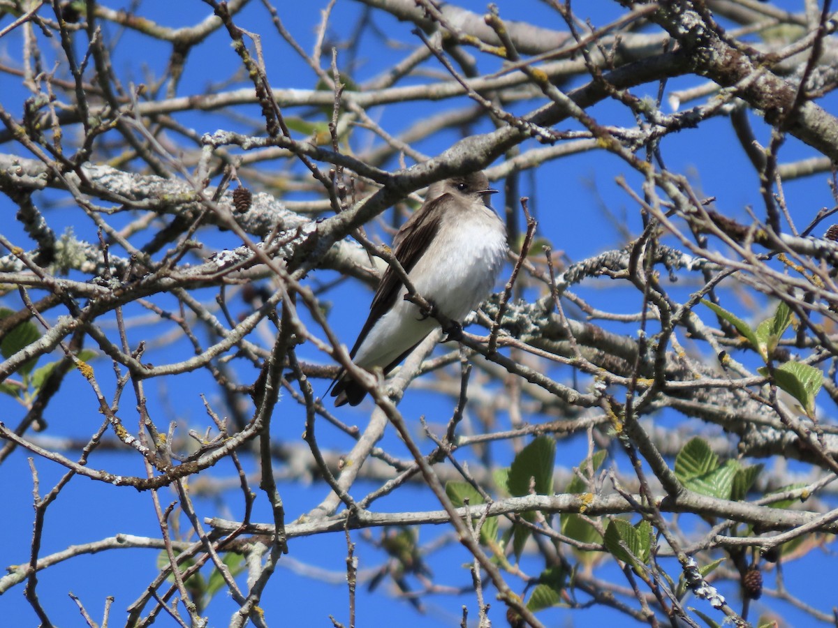 Northern Rough-winged Swallow - ML617569659