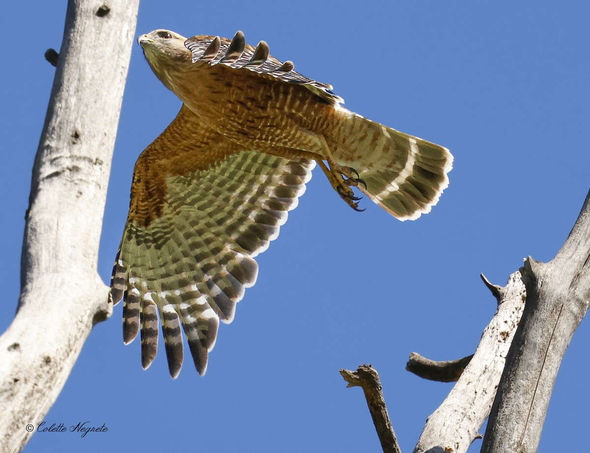 Red-shouldered Hawk - Colette Vranicar