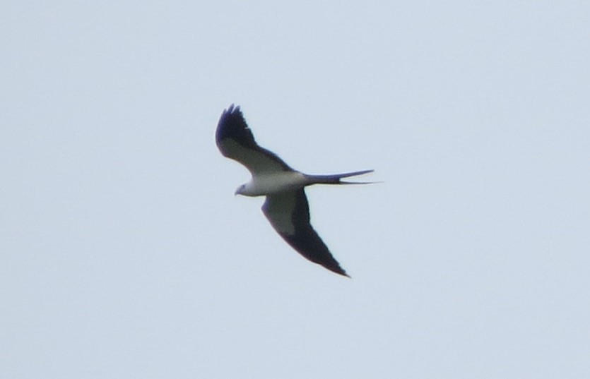 Swallow-tailed Kite - Brian Johnston