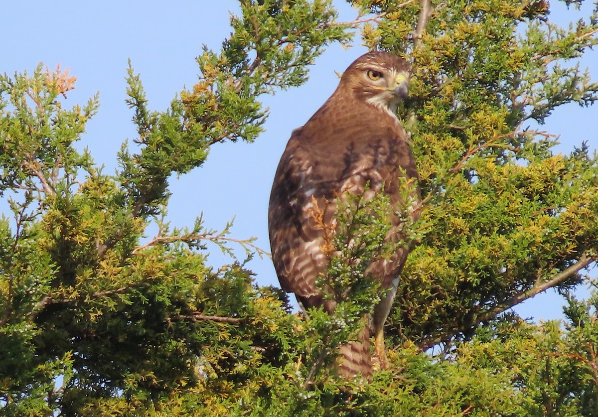 Red-tailed Hawk - ML617569717