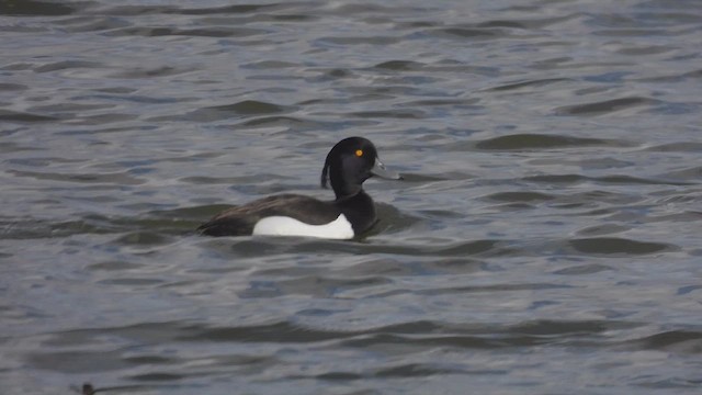 Tufted Duck - ML617569752