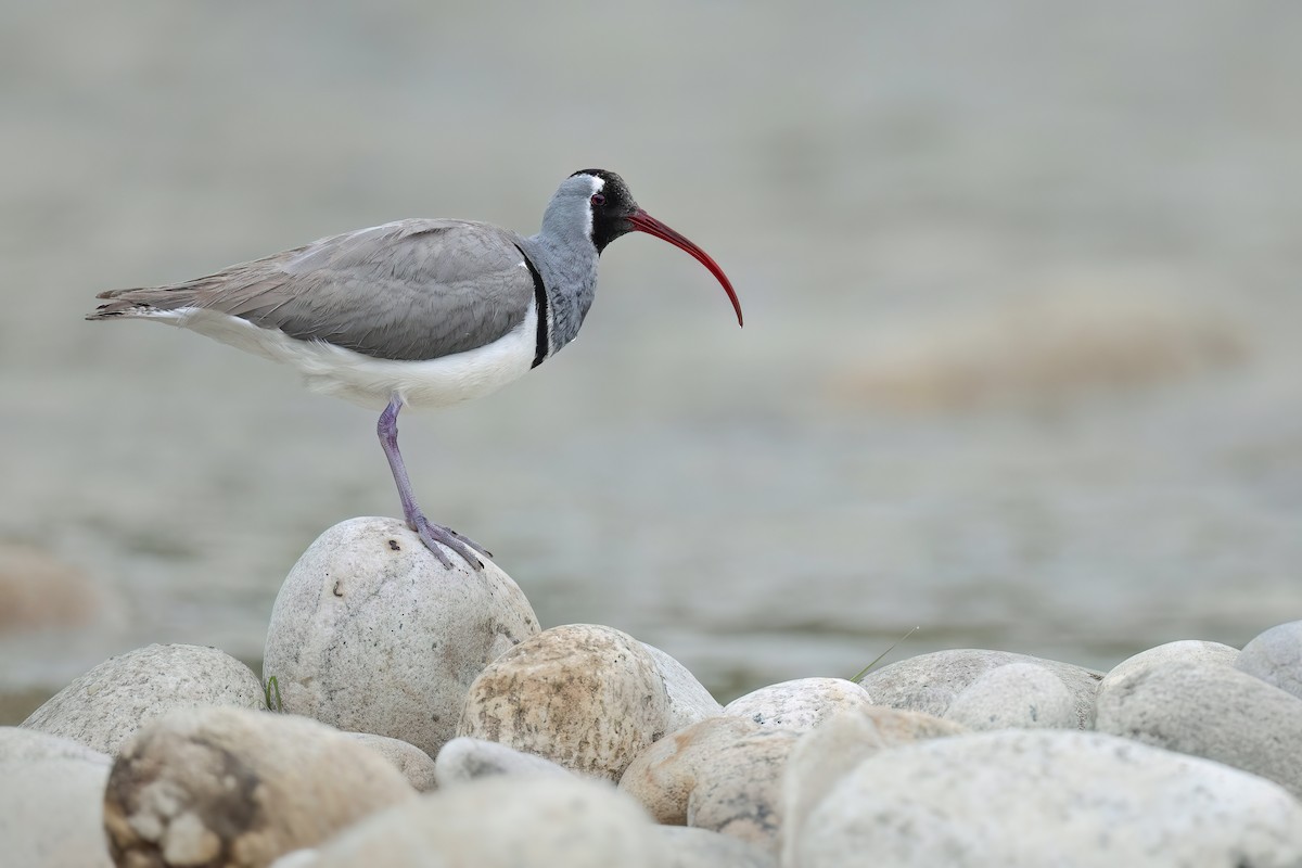 Bec-d'ibis tibétain - ML617569789
