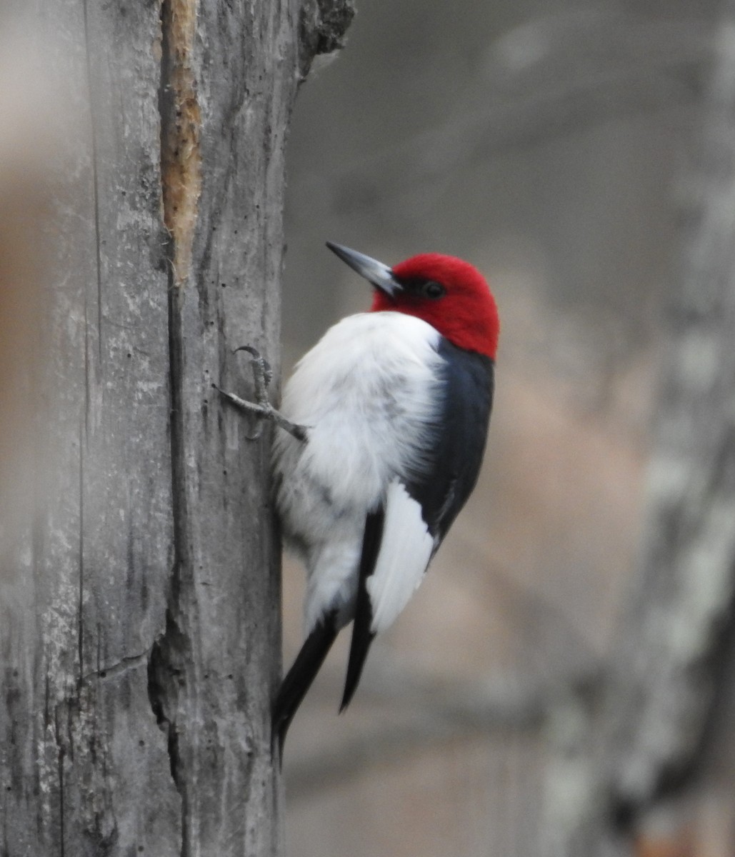 Red-headed Woodpecker - ML617569793
