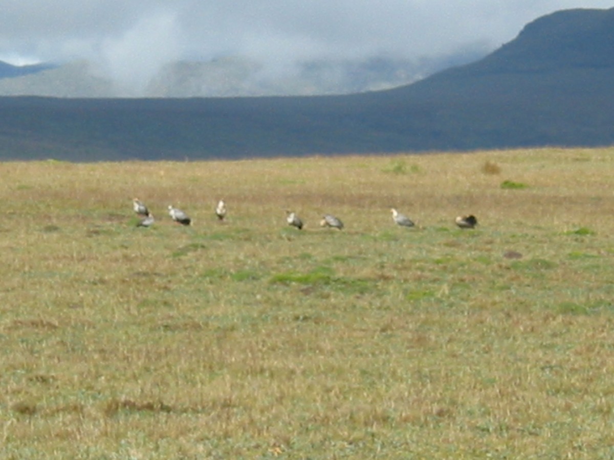Andean Ibis - ML617569861