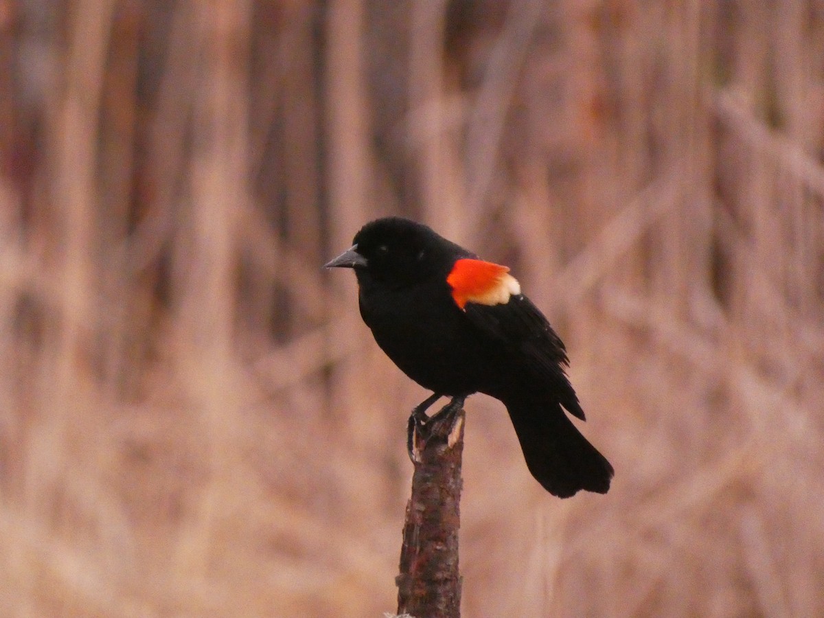 Red-winged Blackbird - ML617569876