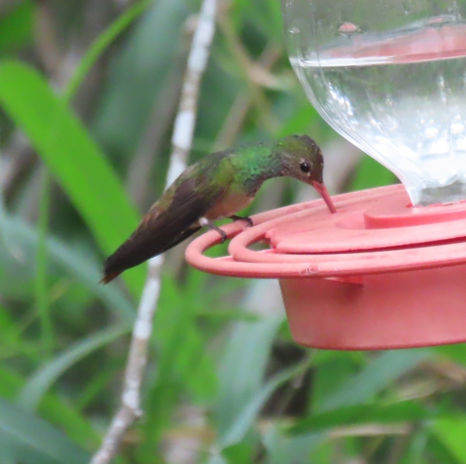 Buff-bellied Hummingbird - ML617569890