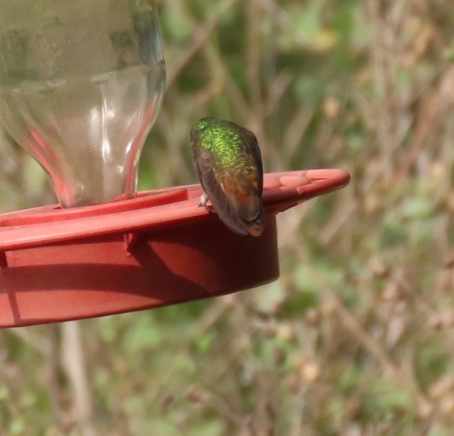 kolibřík yukatanský - ML617569891