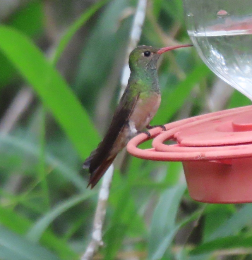Buff-bellied Hummingbird - ML617569892