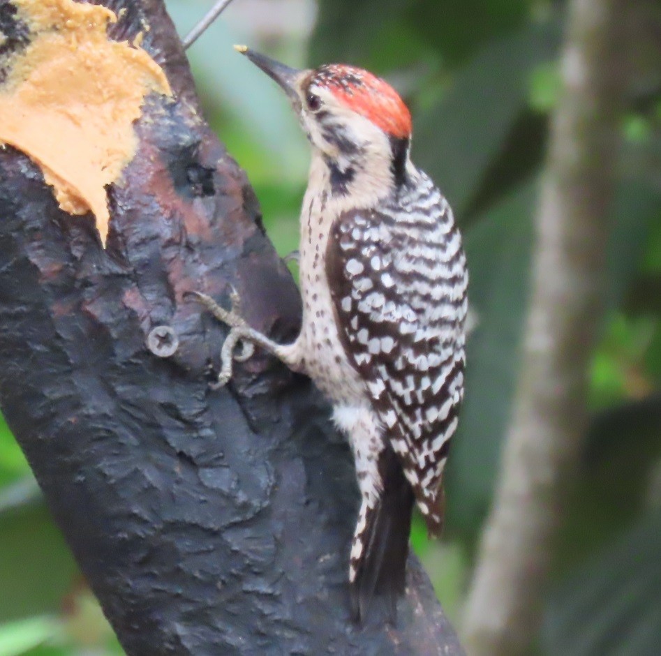Ladder-backed Woodpecker - Bill Wright_cc