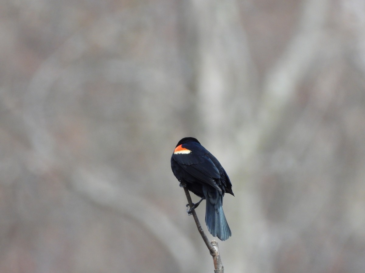 Red-winged Blackbird - Serge Benoit