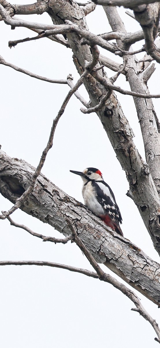 Syrian Woodpecker - ML617569961