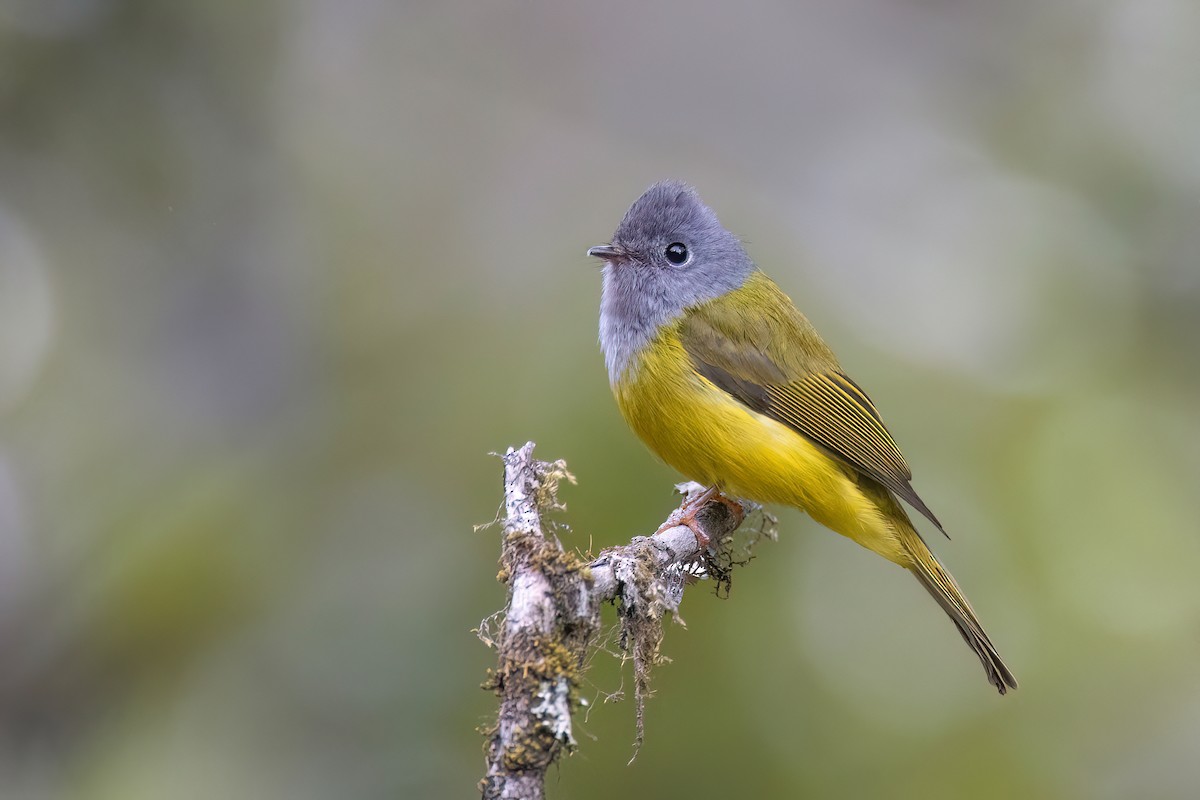 Gray-headed Canary-Flycatcher - Chris Venetz | Ornis Birding Expeditions