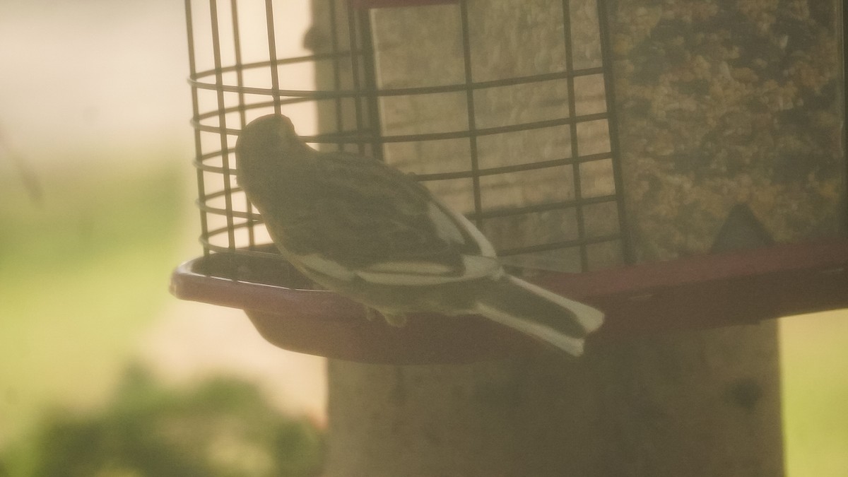 House Sparrow - ML617570008