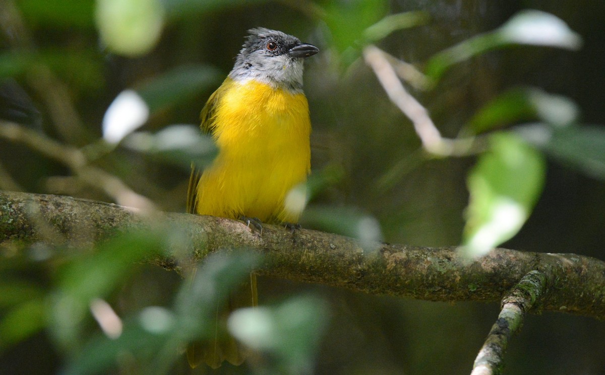 Gray-headed Tanager (Gray-crested) - ML617570025