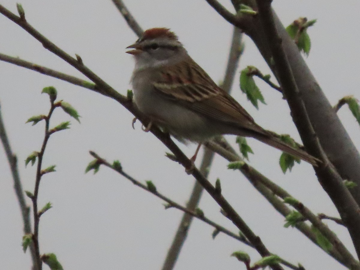 Chipping Sparrow - ML617570027
