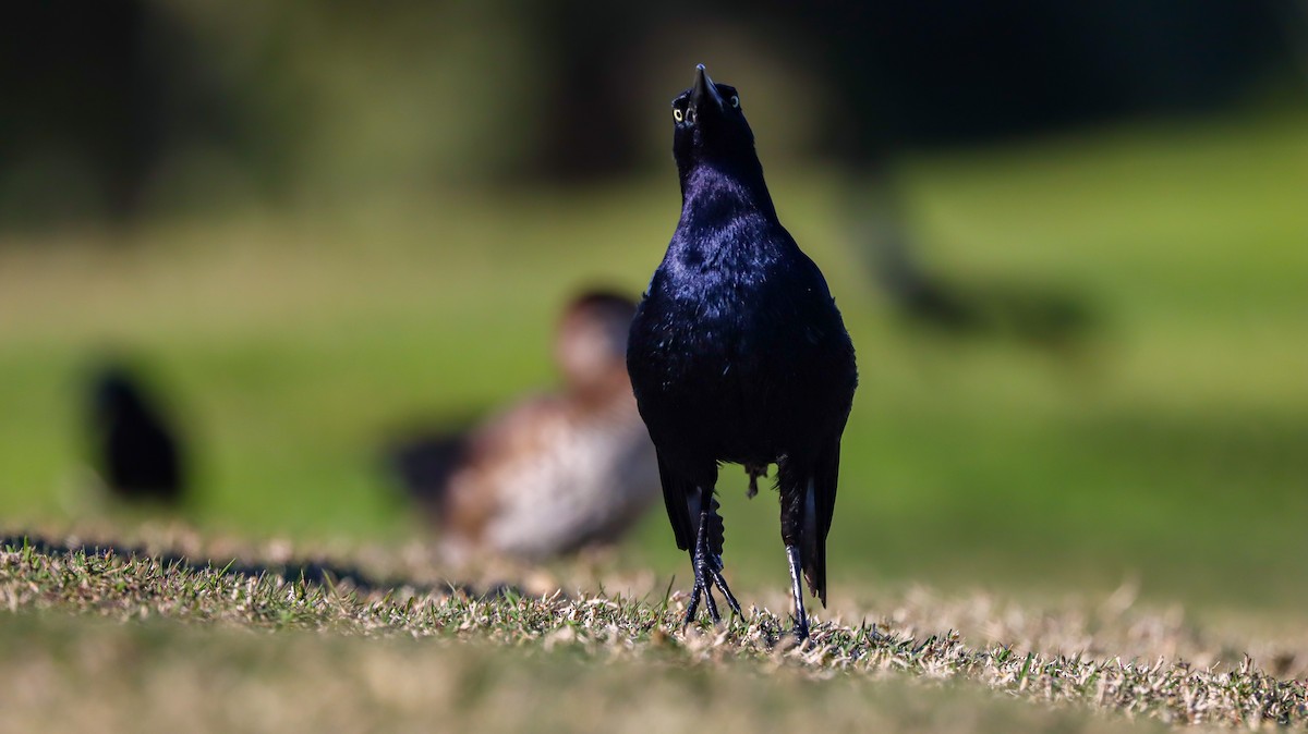 Great-tailed Grackle - ML617570031