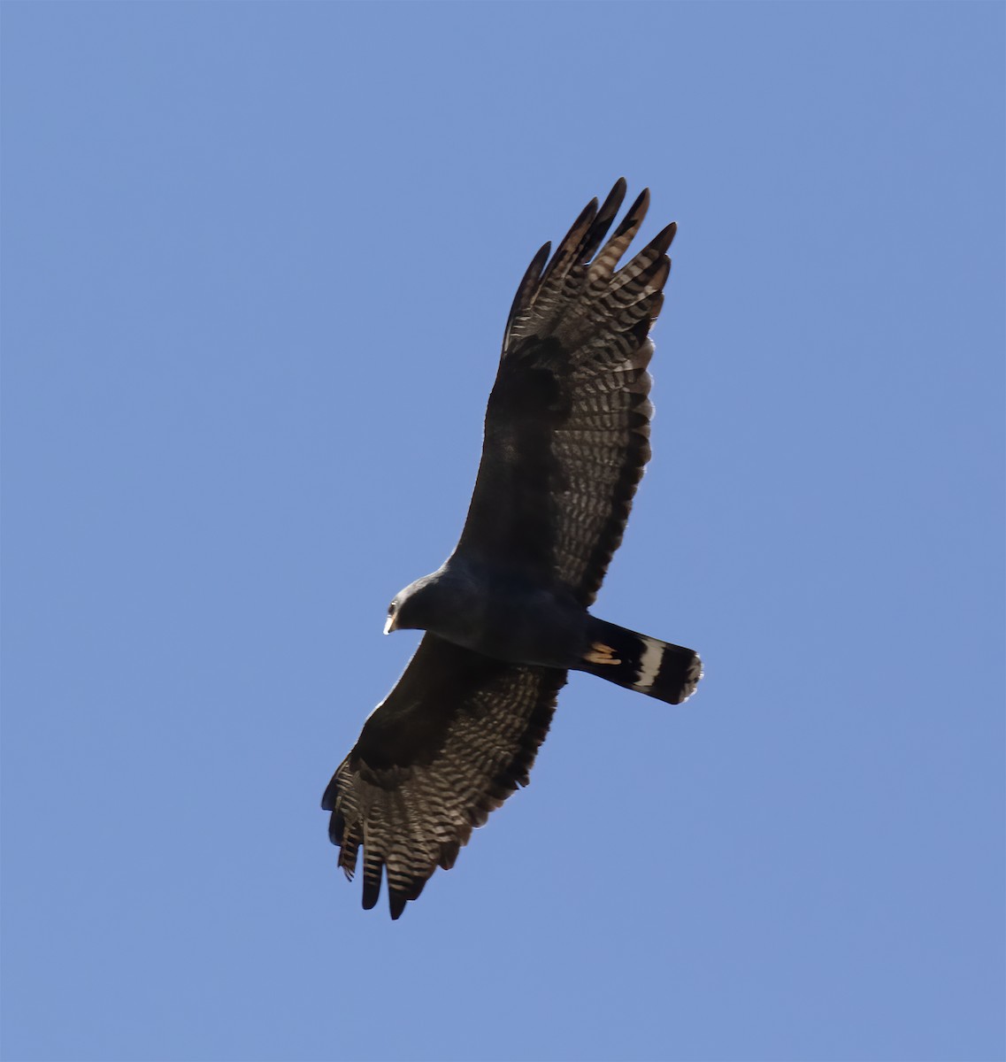 Zone-tailed Hawk - ML617570059