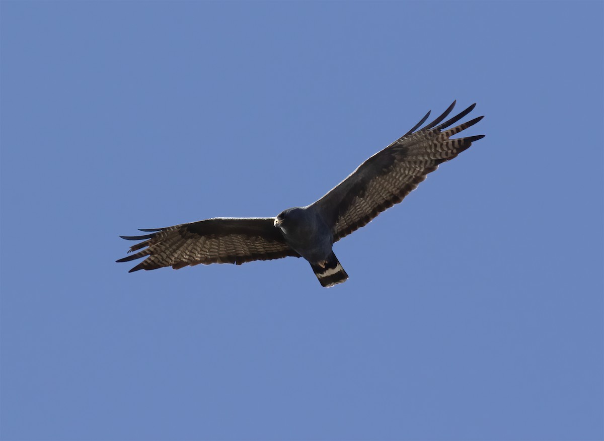 Zone-tailed Hawk - ML617570061