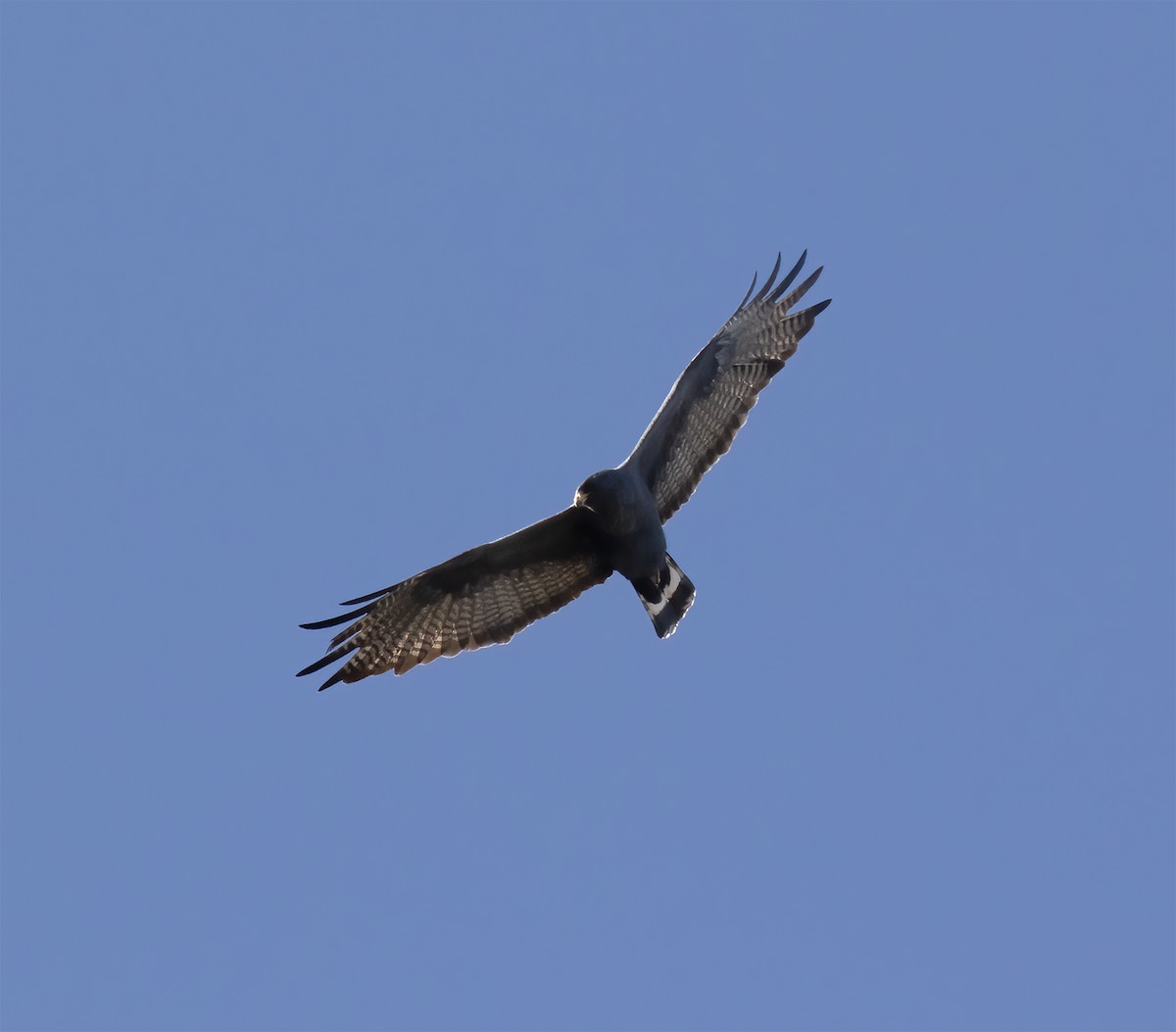Zone-tailed Hawk - ML617570062