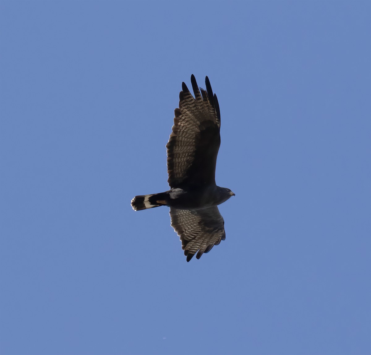 Zone-tailed Hawk - ML617570064