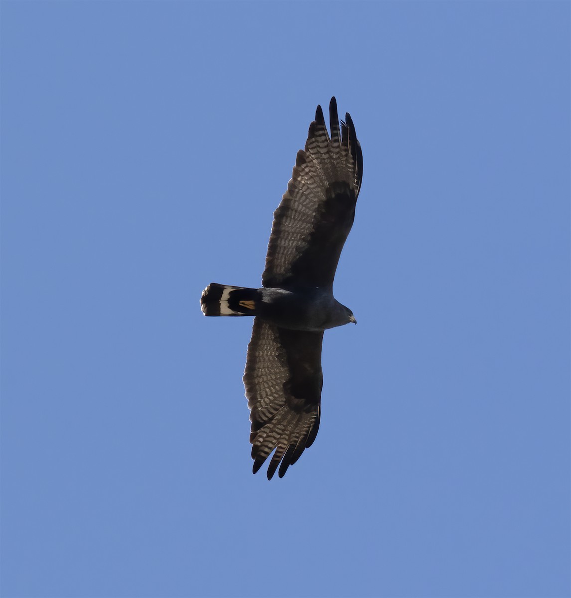 Zone-tailed Hawk - ML617570065