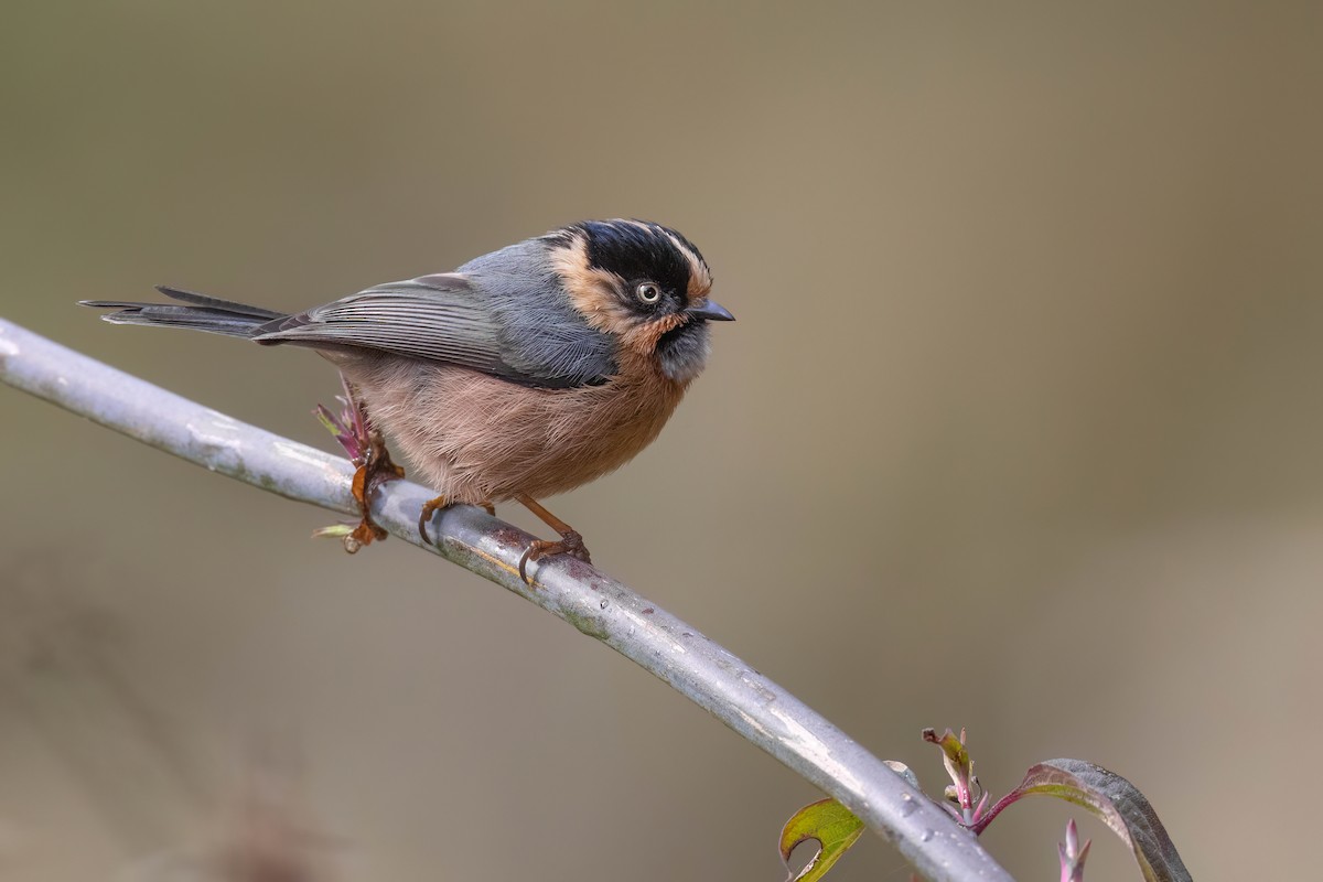 Black-browed Tit (Rufous-fronted) - ML617570158