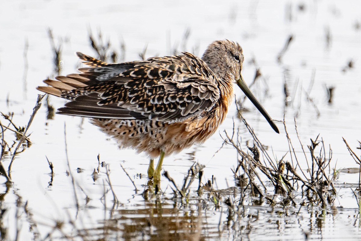 Long-billed Dowitcher - ML617570216