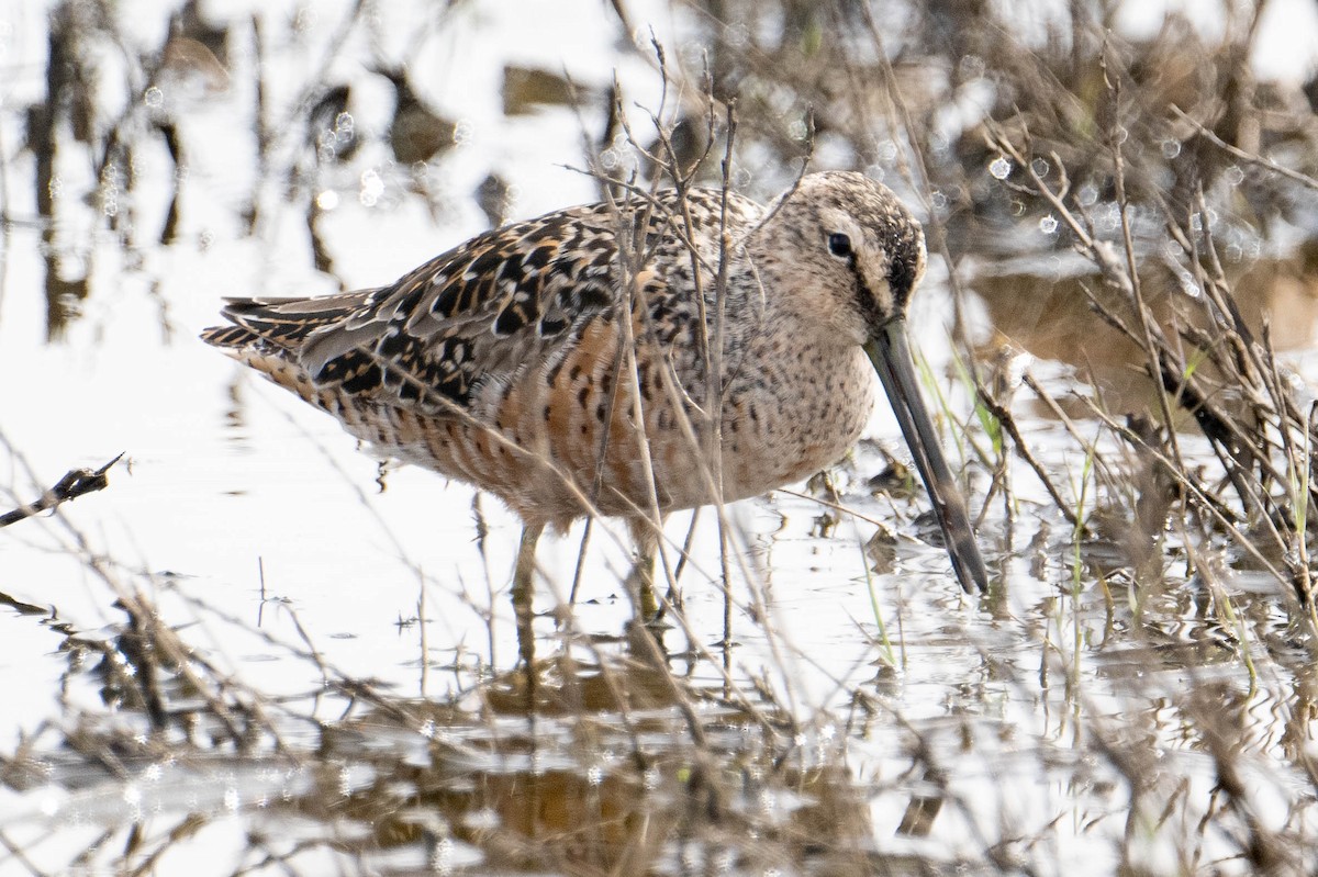 Long-billed Dowitcher - ML617570218