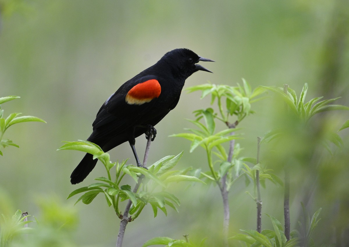 Red-winged Blackbird - ML617570266