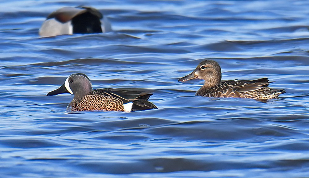 Blue-winged Teal - ML617570310