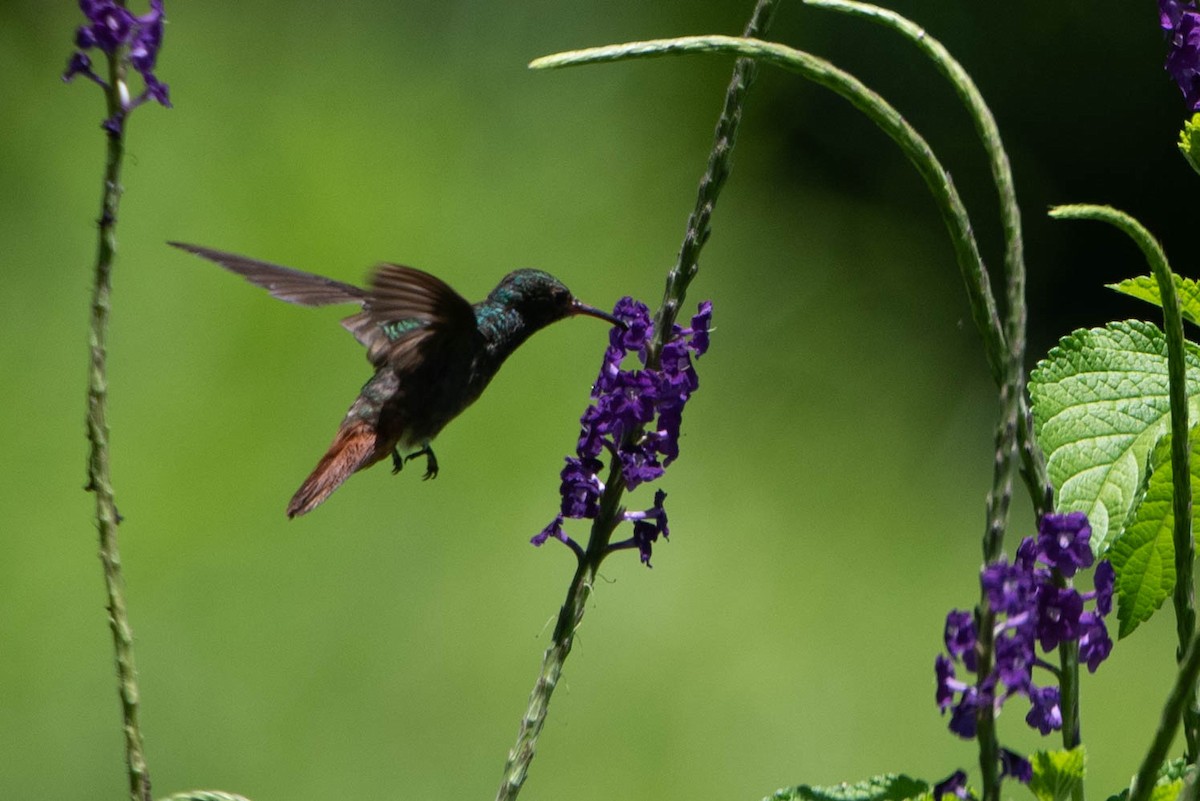Rufous-tailed Hummingbird - Andrea Heine