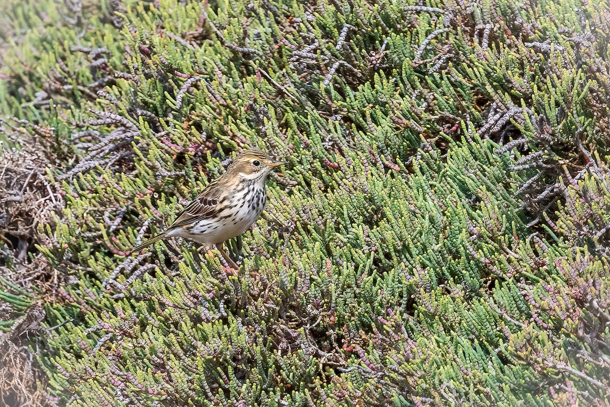 Meadow Pipit - ML617570418