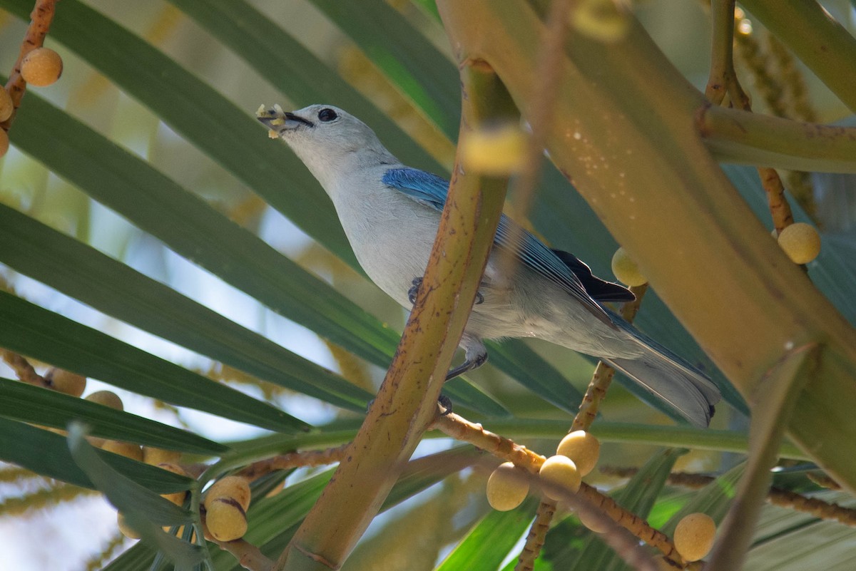 Blue-gray Tanager - ML617570422