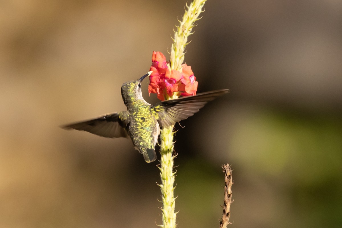 Ruby-throated Hummingbird - Paul van Elsen
