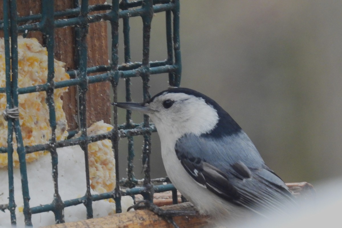 White-breasted Nuthatch - ML617570484