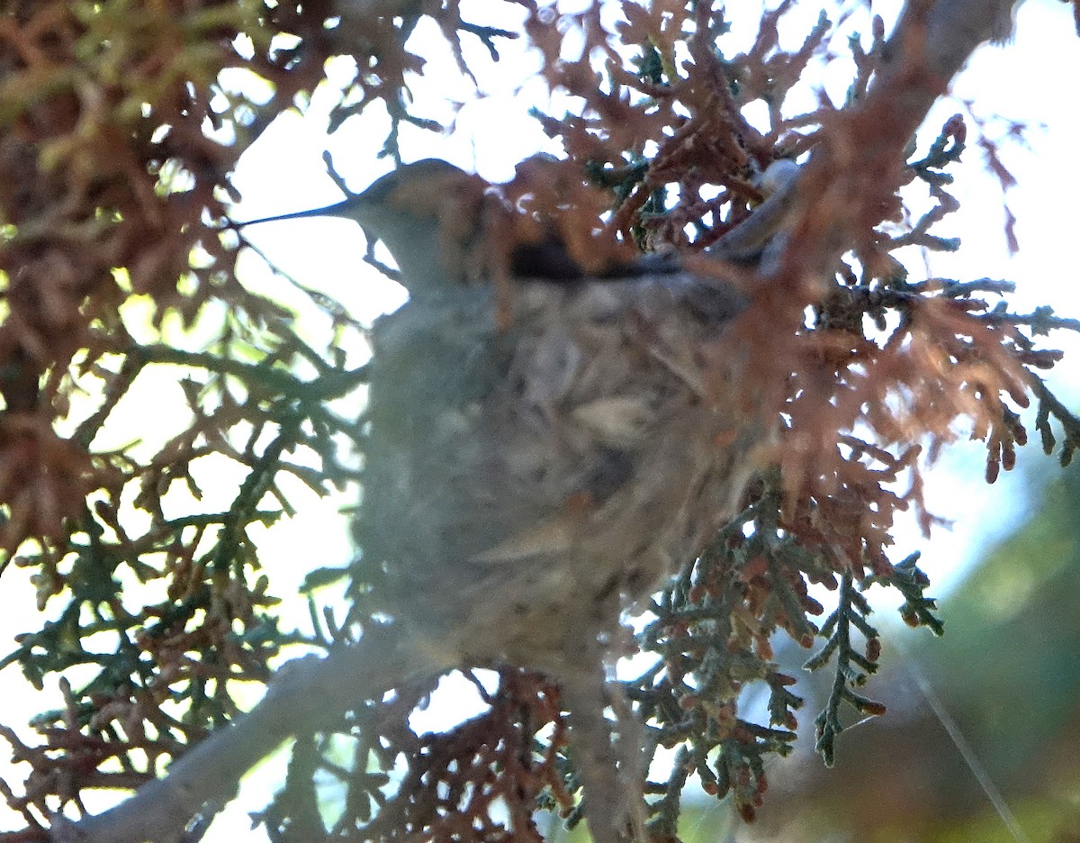 Black-chinned Hummingbird - ML617570491