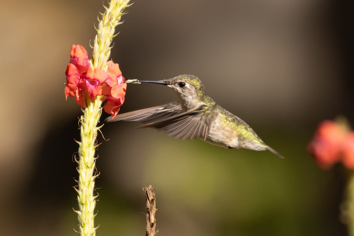 Ruby-throated Hummingbird - ML617570492