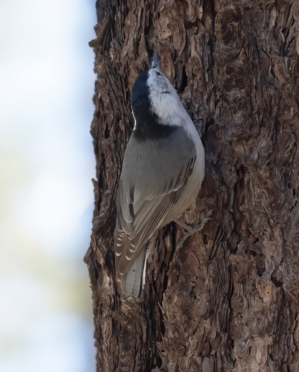 White-breasted Nuthatch - ML617570506