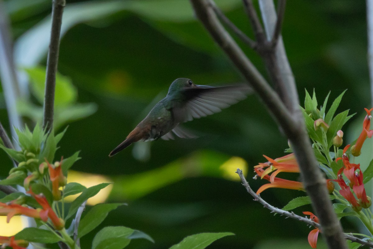 Rufous-tailed Hummingbird - ML617570515