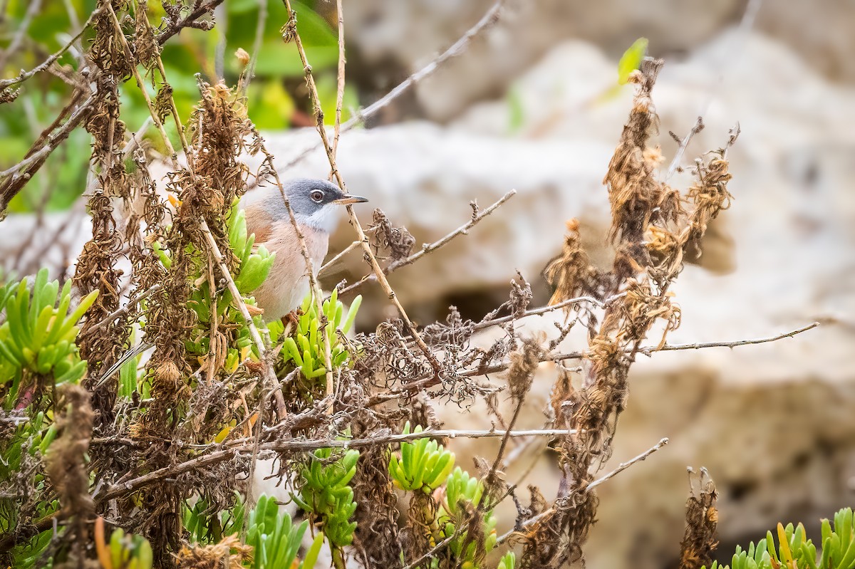 Spectacled Warbler - ML617570525