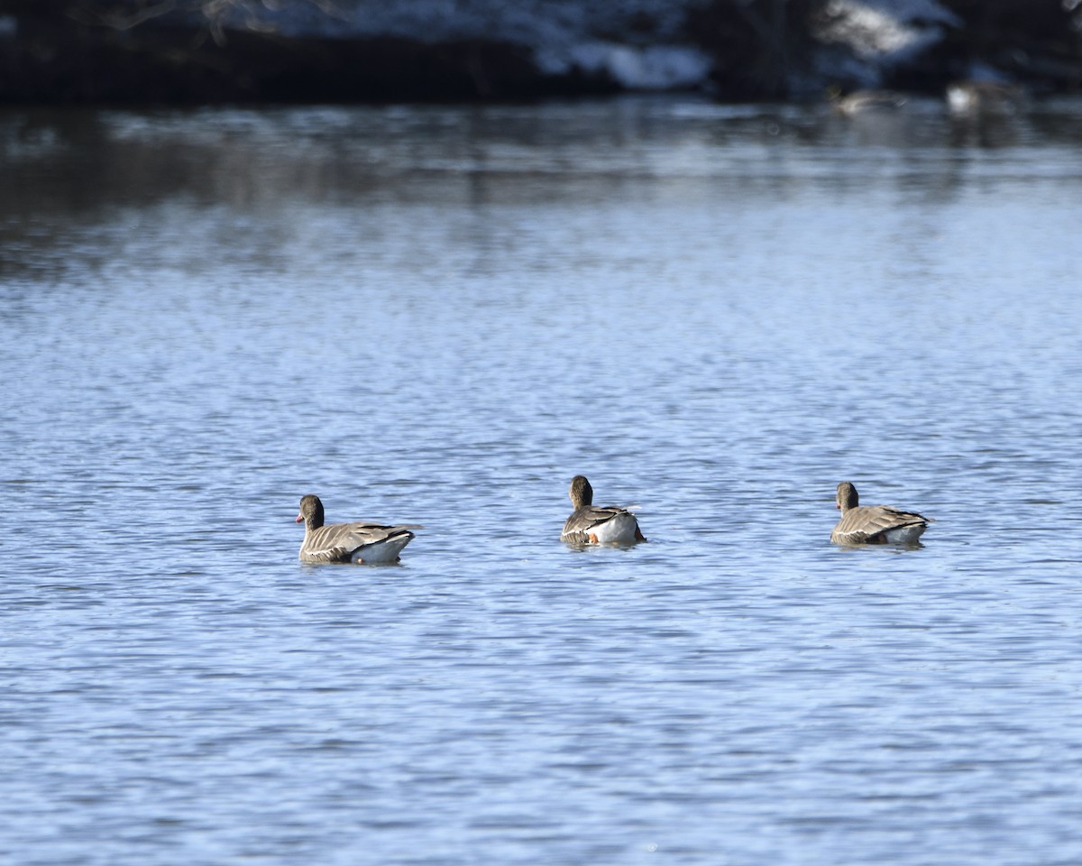 Greater White-fronted Goose - ML617570526