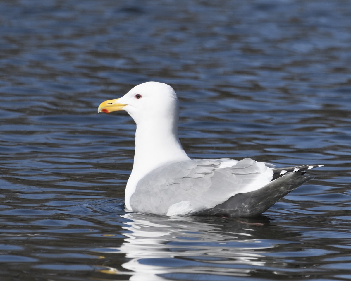 Herring x Glaucous-winged Gull (hybrid) - Carl Stein
