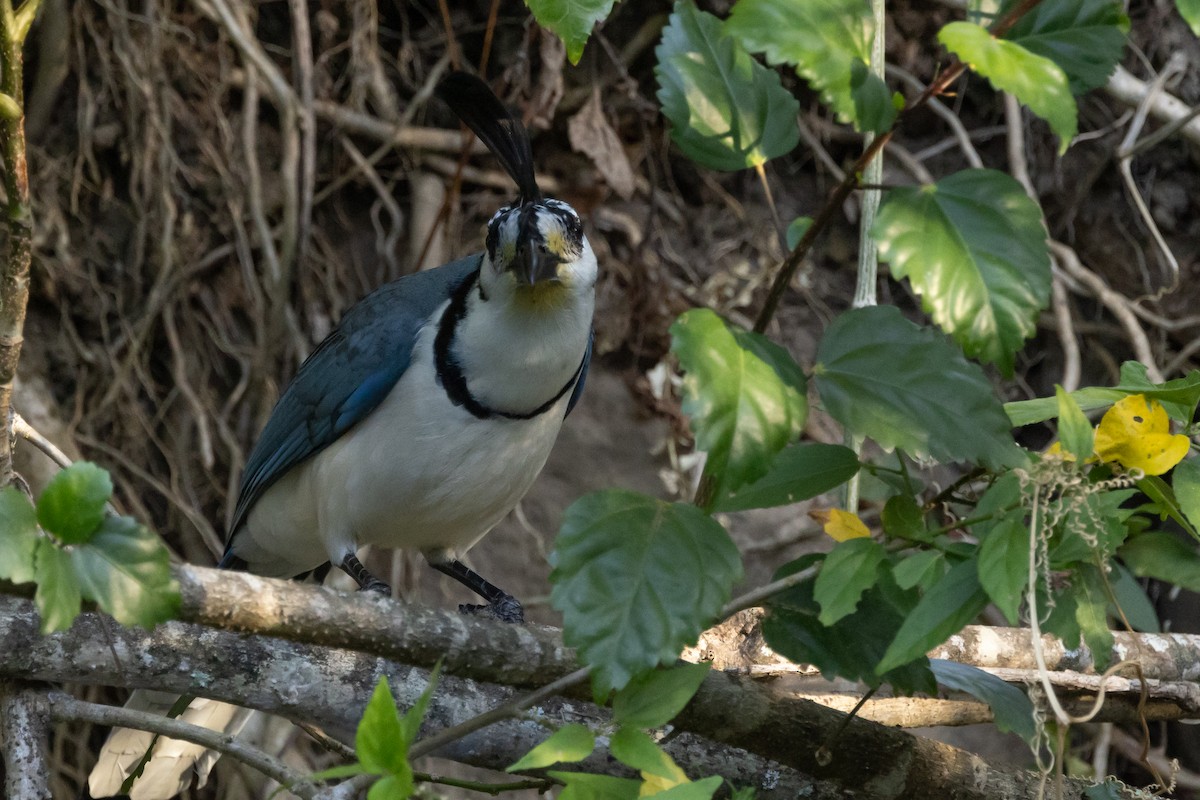 White-throated Magpie-Jay - ML617570543
