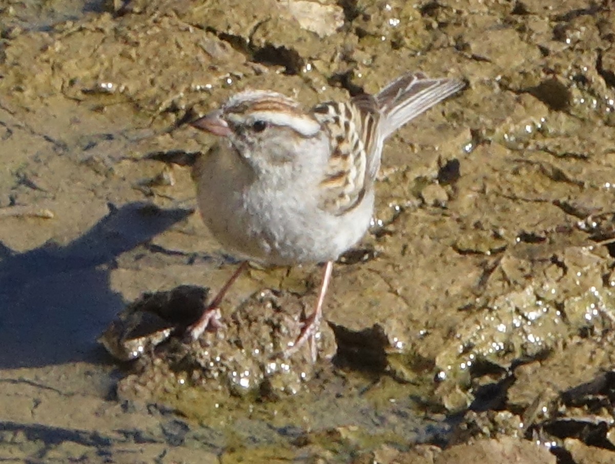 Chipping Sparrow - ML617570571